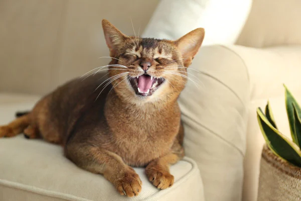 foto colorida gato miando
