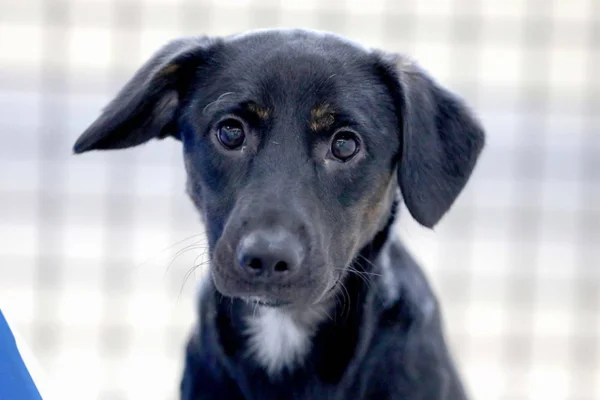 Imagem colorida de cachorro que espera um lar na Zoonose DF- Metrópoles
