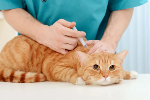 Imagem colorida de veterinária vacinando gato