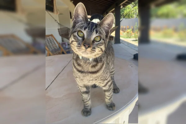Gato - Metrópoles