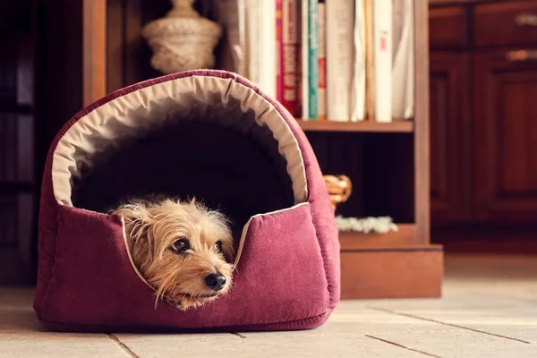 Cama para pet