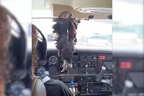 Vídeo: urubu colide contra avião e fica pendurado na cabine do piloto