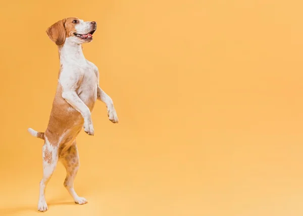Cachorro em pé