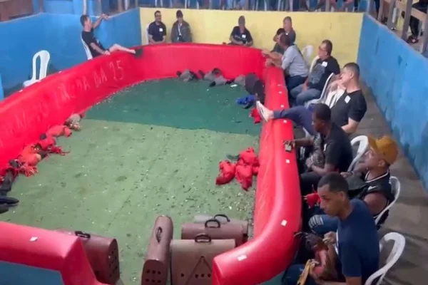 Veja ação que desmontou arena de rinha de galo e prendeu 24 pessoas