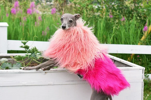 Cachorra com roupa rosa de plumas