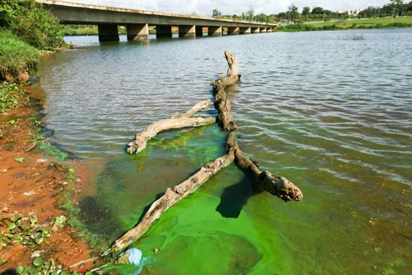 Lago Paranoá está contaminado e população não deve nadar nem pescar