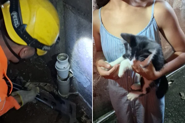 Bombeiros resgatam gatinho que ficou preso em tubulação de casa em MG