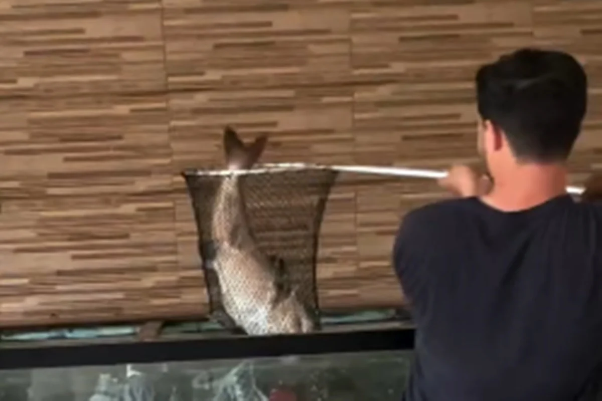 Aquarista retorna de viagem e encontra dezenas de peixes jumbo mortos - imagem 4 Aquarista retorna de viagem e encontra dezenas de peixes jumbo mortos - imagem 4
