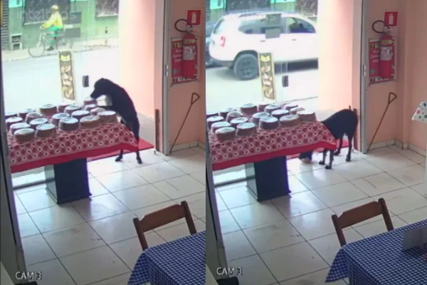 Montagem de duas imagens de cachorro furtando bolo