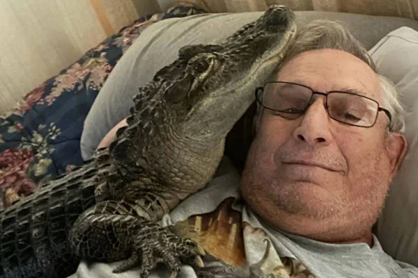 Homem tem jacaré como animal de apoio emocional e dorme com ele