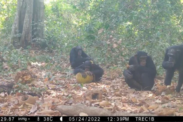 Imagem colorida de chimpanzés comendo fruta fermentada - Metrópoles