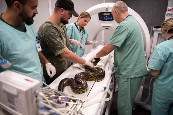 Imagem colorida de sucuri fazendo tomografia - Metrópoles