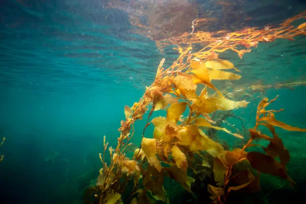 Imagem colorida de algas marinhas - Metrópoles