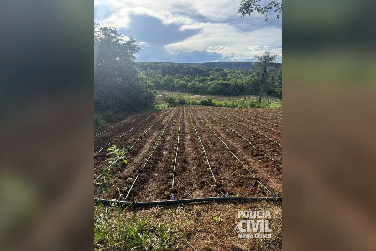 Plantio de maconha na zona rural de Senador Modestino Gonçalves e Veredinha Plantio de maconha na zona rural de Senador Modestino Gonçalves e Veredinha
