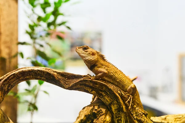 Lagarto de jardim em um galho com folhas ao fundo - Metrópoles