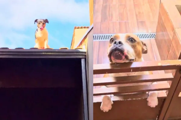 cachorro sobe em telhado para conquistar cadela no cio