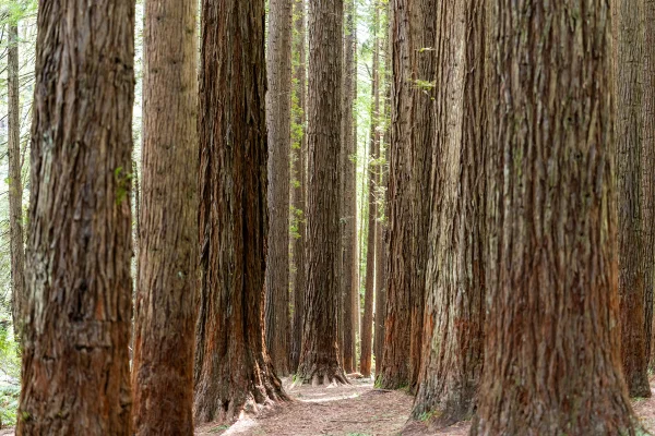 Foto colorida de troncos de árvores - COP 30: por que a madeira é vista como material sustentável do futuro - Metrópoles