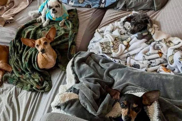 cachorros idosos em abrigo nos Estados Unidos