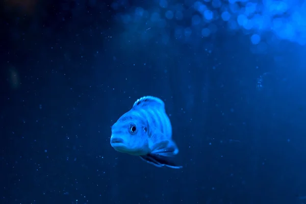 Curiosidade: afinal, os peixes dormem?