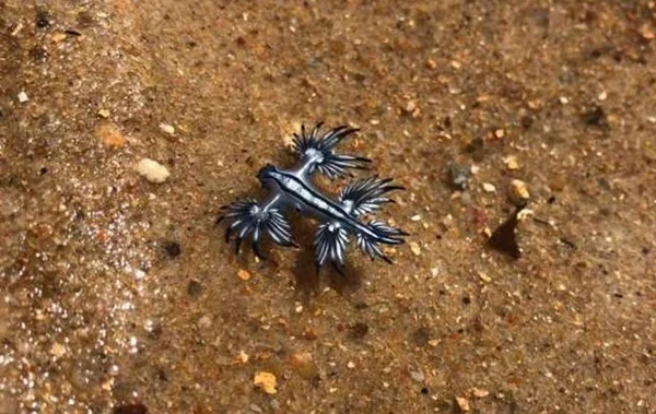 Dragões azuis aparecem em praias de Maceió e intrigam banhistas