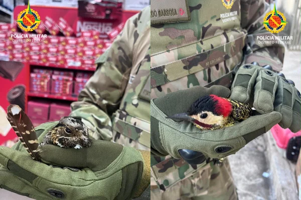 Fofas e feridas, aves nativas do Cerrado são resgatadas em 2 locais do DF