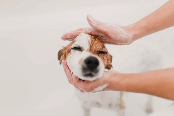 Confira 10 remédios caseiros para acabar com as pulgas nos pets