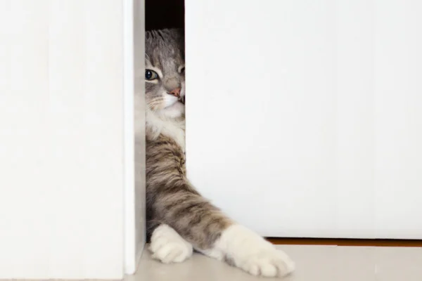 Imagem colorida de gato tentando sair pela porta de casa