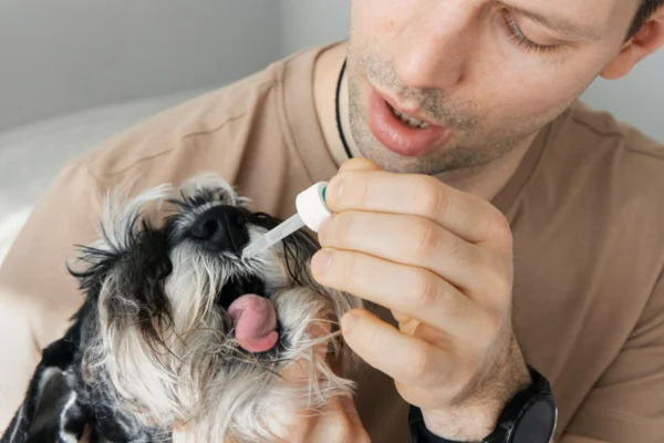 Imagem colorida de cachorro tomando remédio em gota