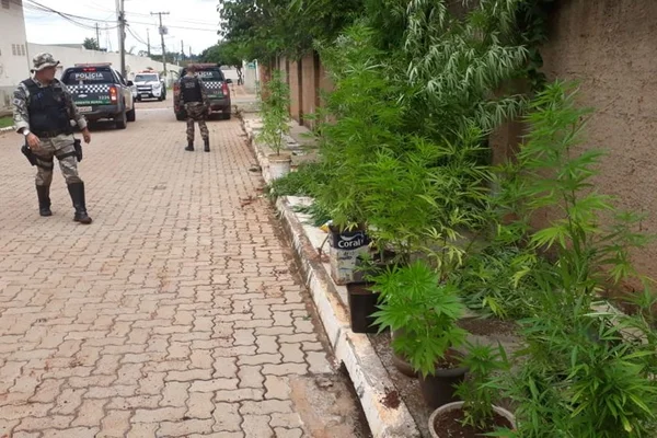 Pai e filho são presos no DF com 20 pés de maconha em casa