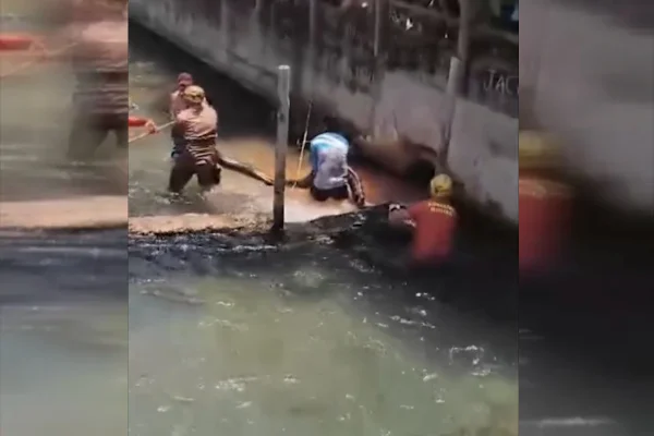 Foto colorida de sucuri gigante de 5 metros sendo resgatada em Goiás pelos bombeiros