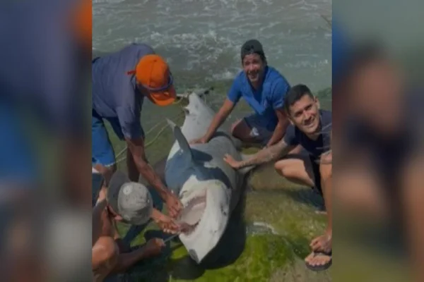 Pescadores são flagrados tirando tubarões da água no RN