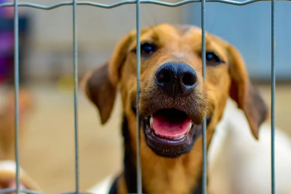 Em Goiás, deputado propõe criação de conselhos tutelares para animais