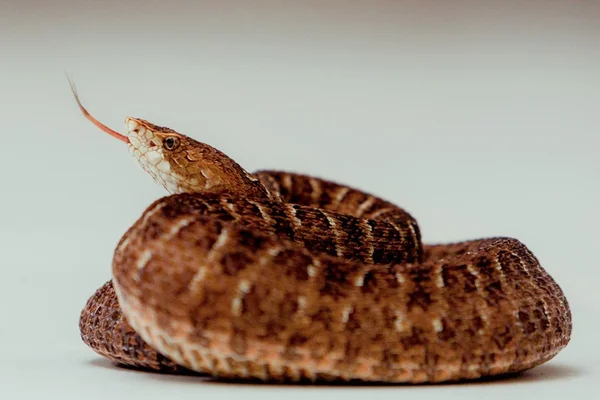 Moradores encontram cobra jararaca em residência na Ceilândia
