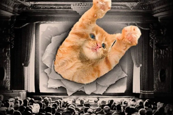 Palestras, discotecagem, cinema ao ar livre e exibição inédita no Brasil do CatVideoFest fazem parte da programação da 1ª edição do GatoFest - Metrópoles