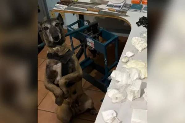Cachorra da PM rouba a cena após localizar refinaria de drogas