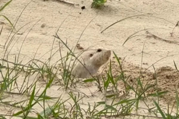Tuco-tuco-das-dunas: espécie rara de roedor é vista em praia no RS