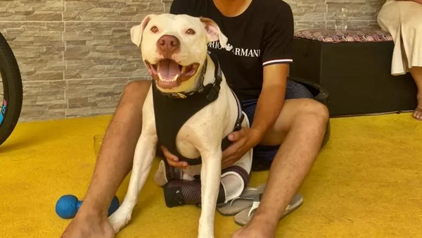cão sansão, vítima de maus-tratos