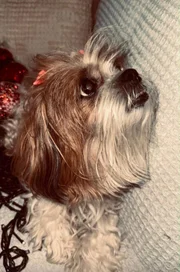 Desaparecimento e desova de shih tzu colocam em guerra duas famílias no DF - imagem 2 Desaparecimento e desova de shih tzu colocam em guerra duas famílias no DF - imagem 2