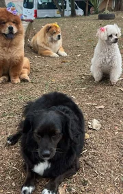 Andreia de Andrade, viúva de Nahim, registra passeio com os cachorros da família