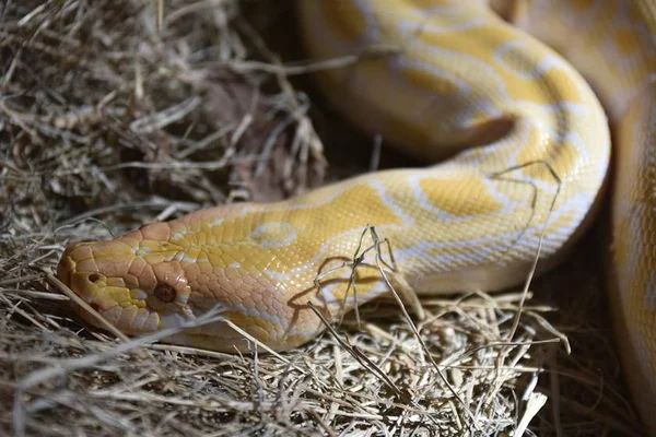 Vídeo. Cobra píton é operada após engolir toalha de praia