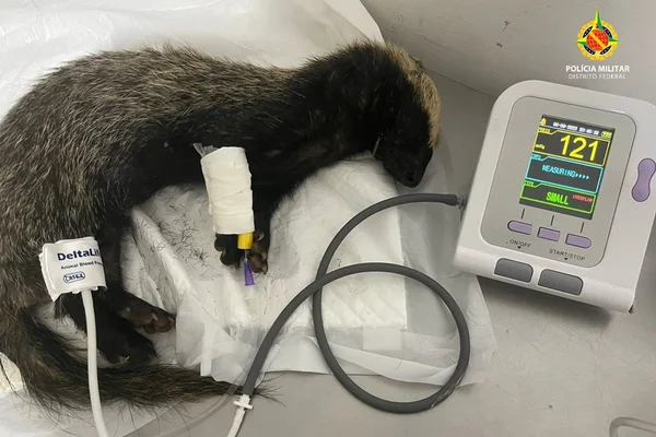 Furão é atropelado em BR de Ceilândia, mas acaba resgatado e cuidado