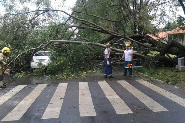 Após chuvas no DF, árvore cai em cima de carro com motorista dentro