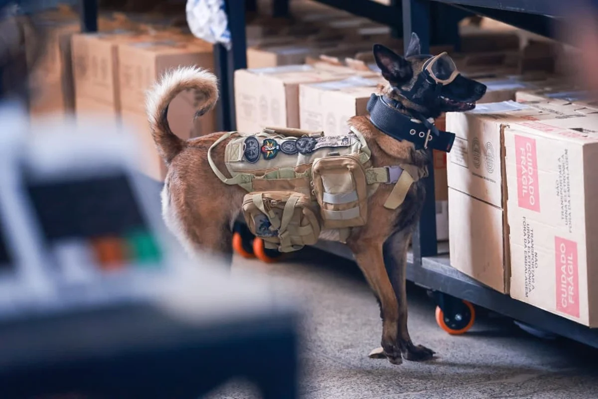 Cães farejadores da PMDF vistoriam urnas eletrônicas a 5 dias do 2° turno - imagem 4 Cães farejadores da PMDF vistoriam urnas eletrônicas a 5 dias do 2° turno - imagem 4