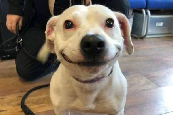 Cachorrinha sorridente