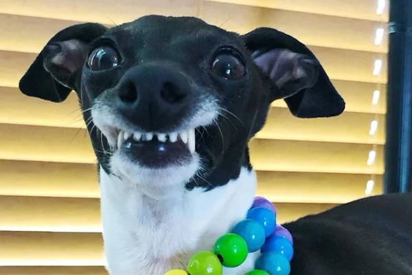 Bombou! Cachorrinha que vive sorrindo faz sucesso na web