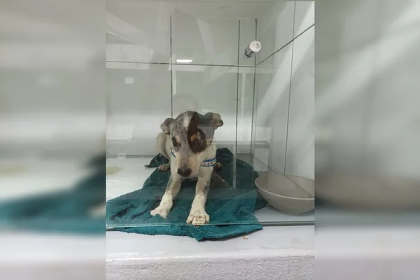 Cadela arremessada contra portão no Lago Sul encontra nova família