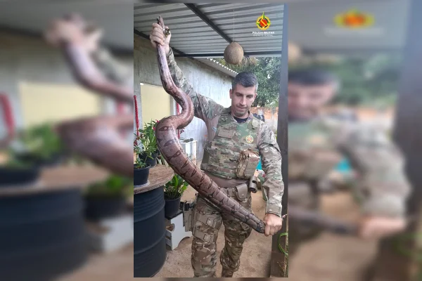 Jiboia com mais de dois metros é encontrada em casa no DF