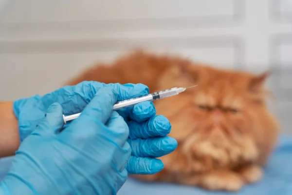 Foto colorida de veterinário indo vacinar gato