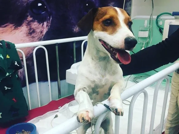 Susto! Cachorro de Michelzinho Temer quase morre após morder sapo