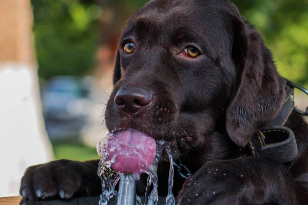 cachorro bebendo água em bebedouro